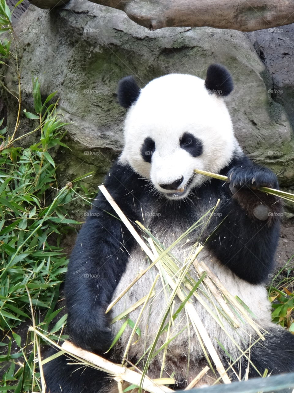 Snacking on bamboo. Panda eating bamboo