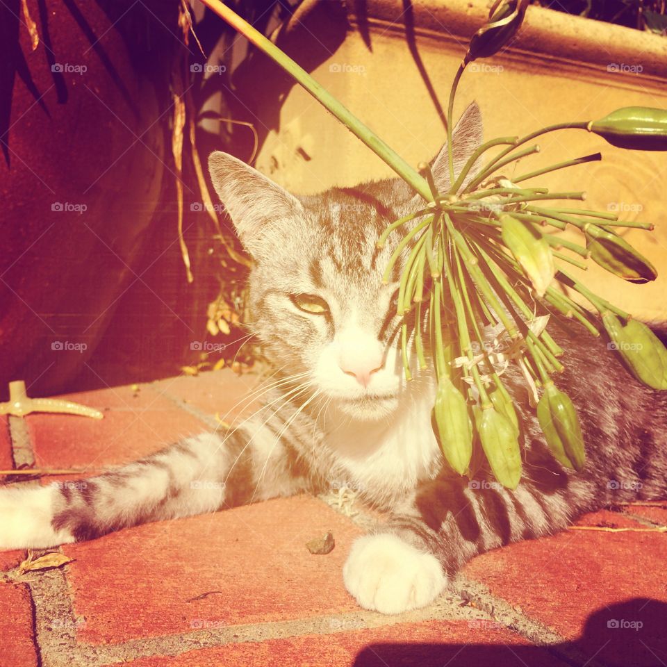 Sunning cat in the garden