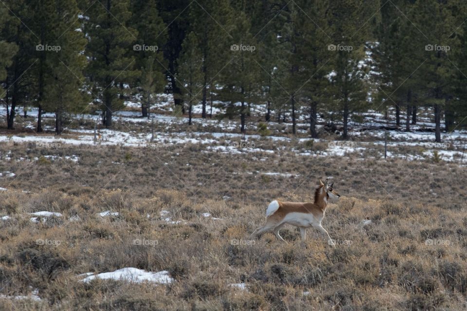 Pronghorn 