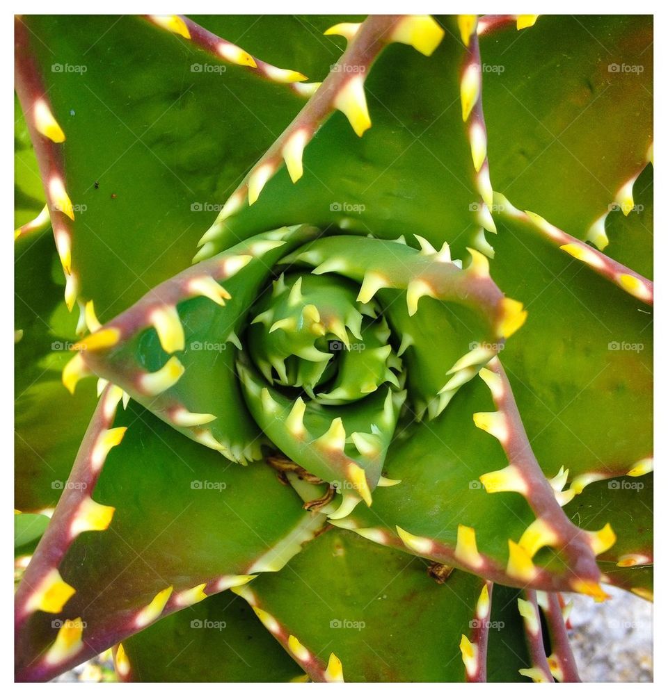Cactus sharpus
