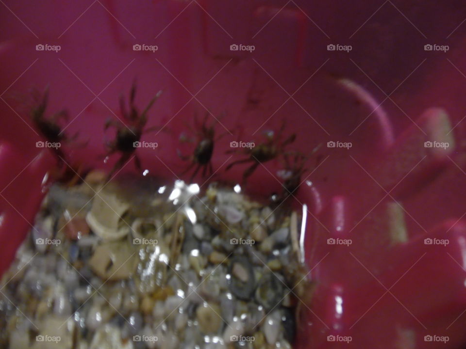 creepy crabs. This is a picture of some crab that I took while visiting the Gulf of Mexico in Port Aransas Texas. 👣 🚶 🏃 🔥 💨