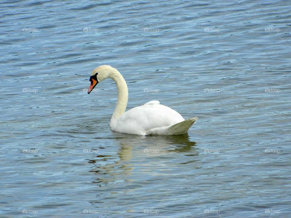 Swan