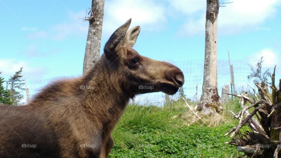 Moose calf
