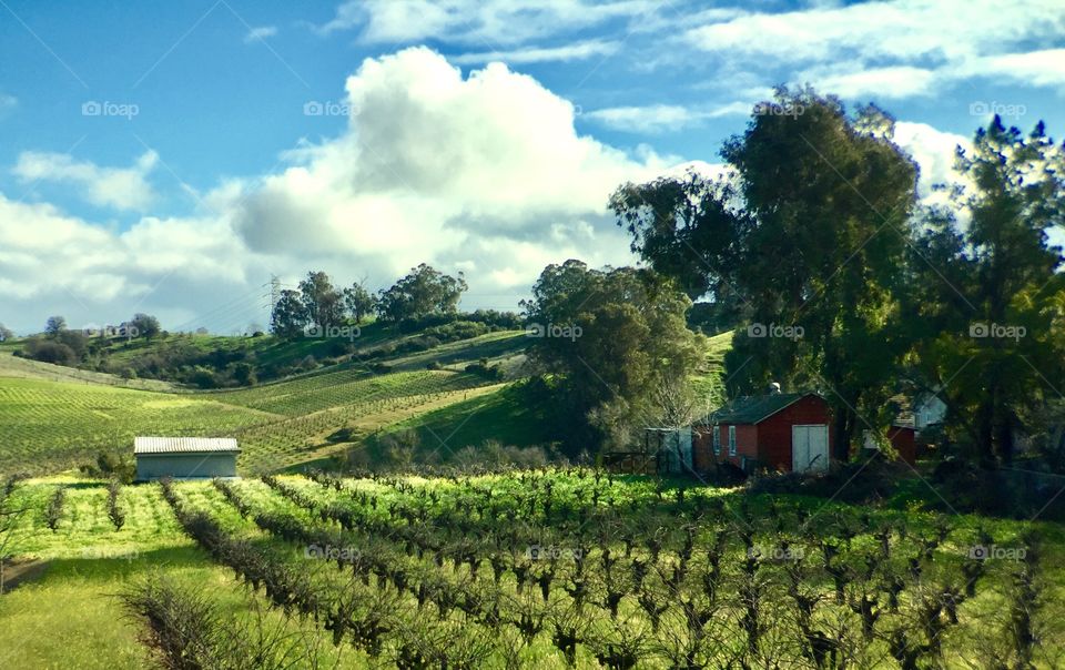 Vineyards. California 