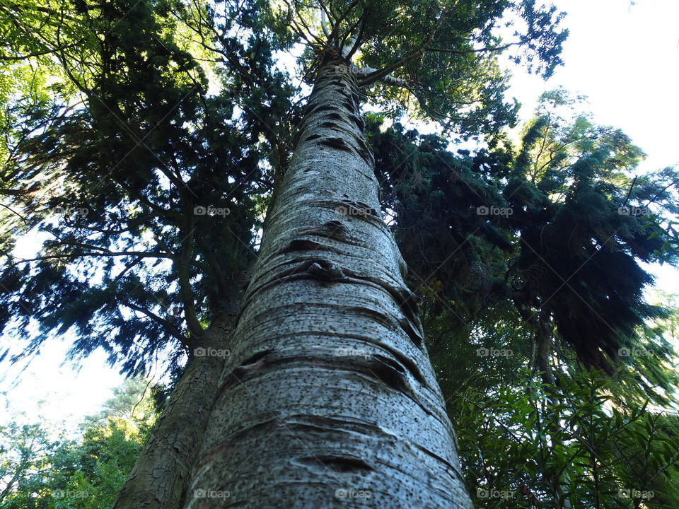Kauri Tree