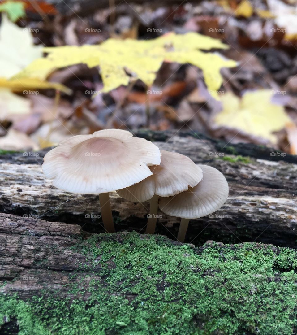 Mushrooms in forest