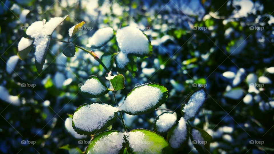 Snow on Green Leave...