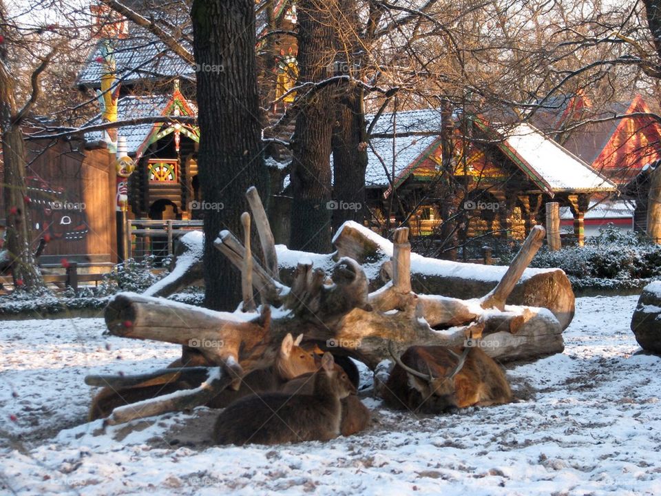 Winter at the Berlin Zoo