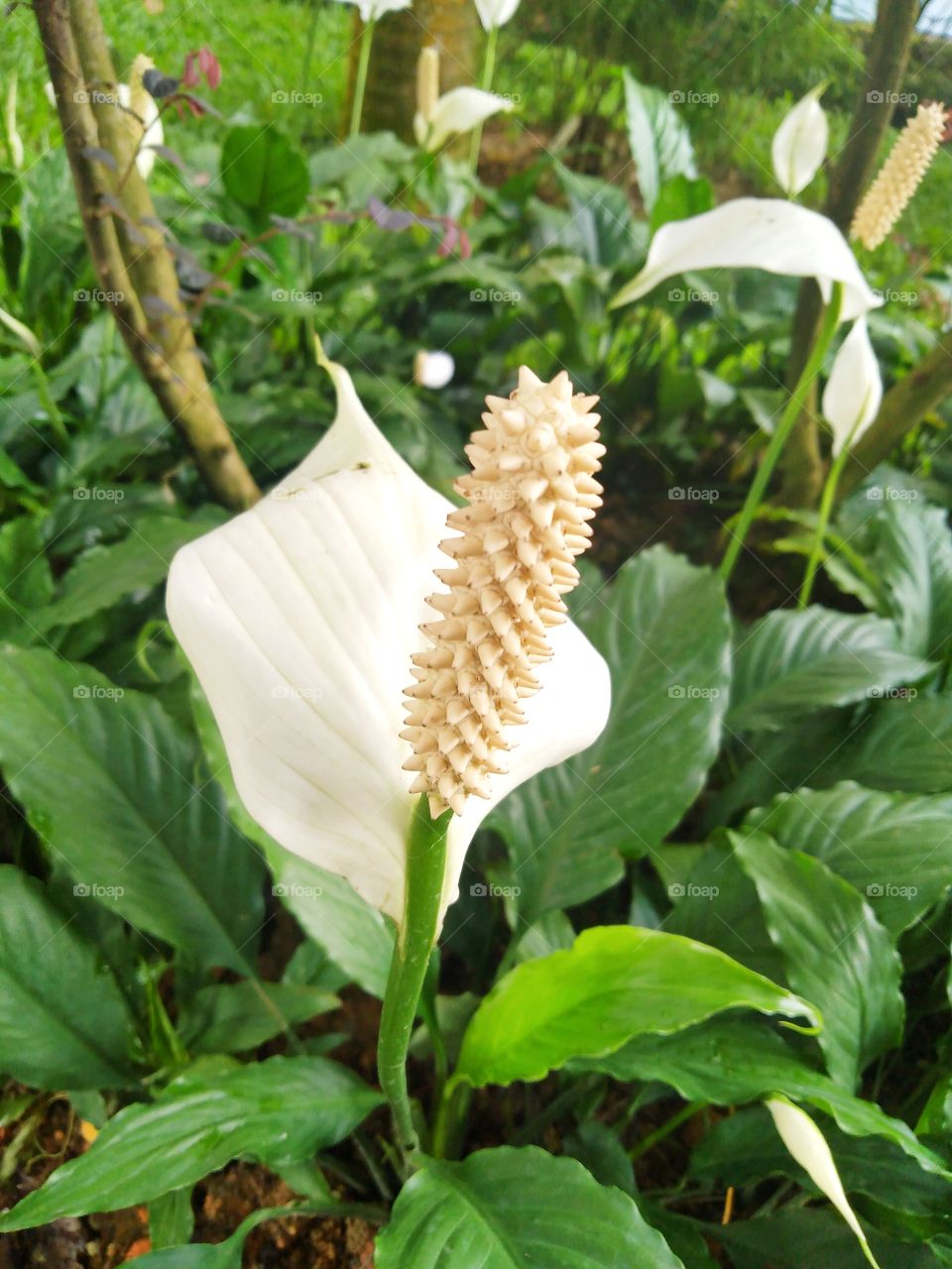 Spathiphyllum kochii