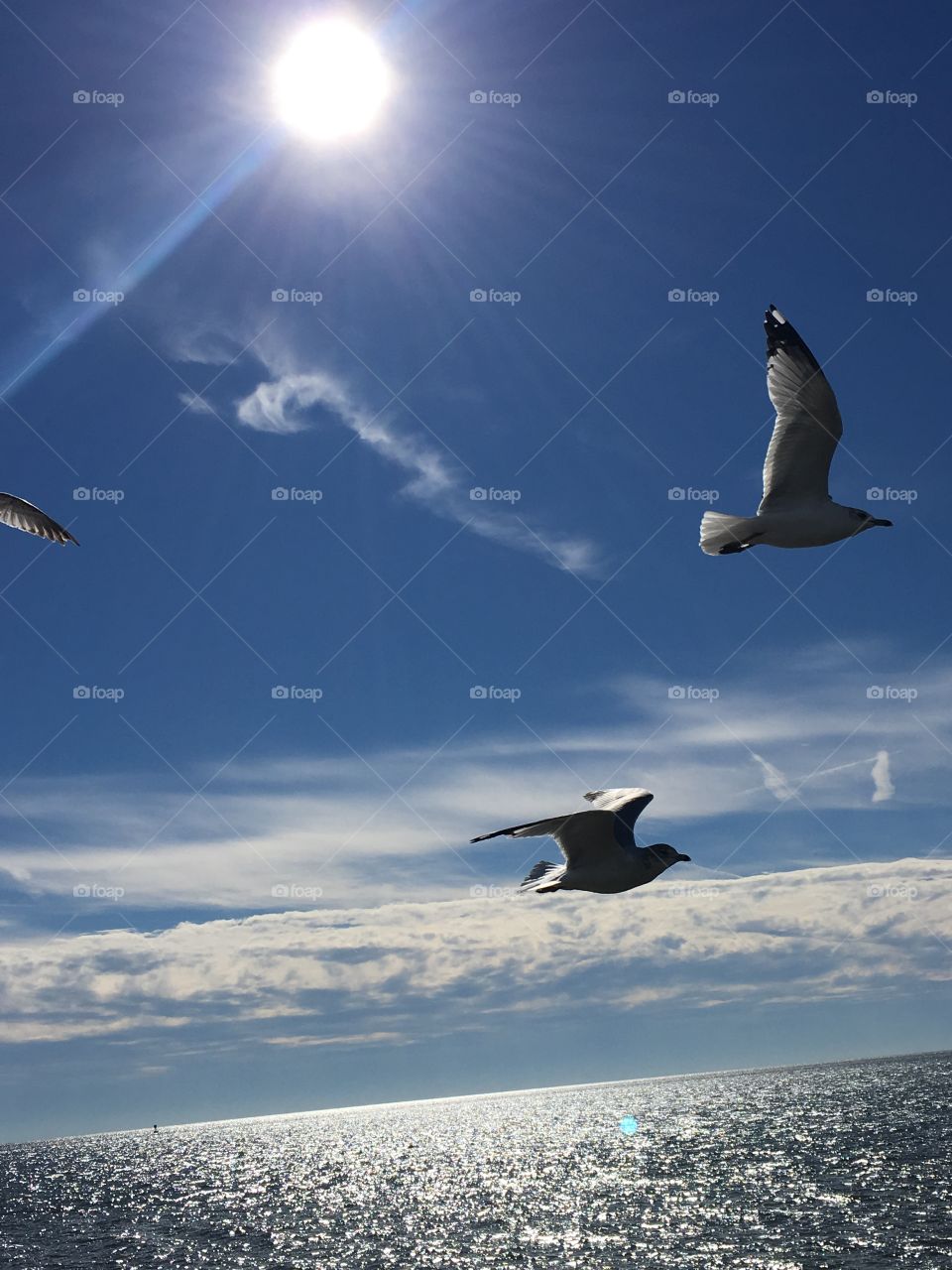 Birds taking flight