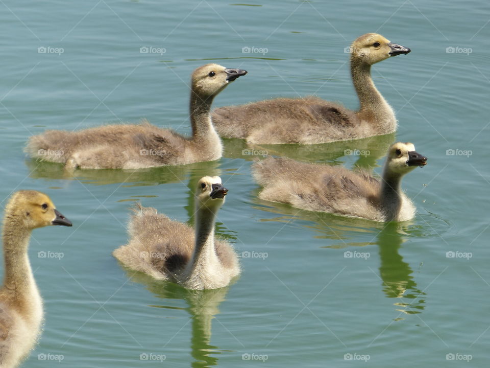 Canada goslings swimming in water