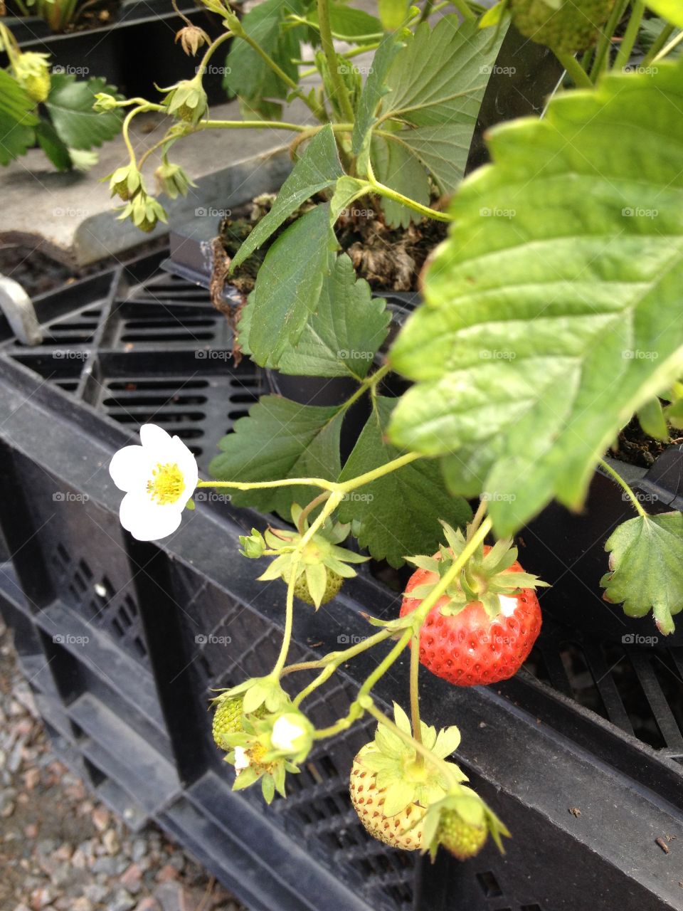 Strawberry plants