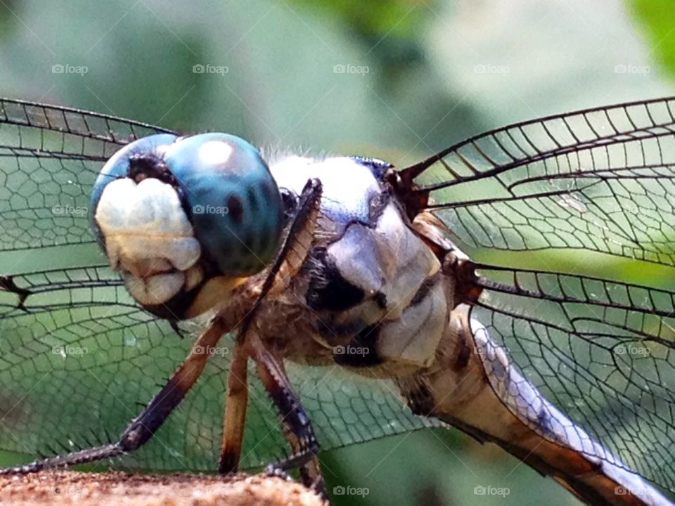 dragonfly