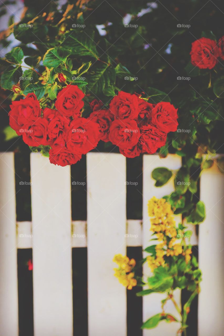 Behind the fence is the roses