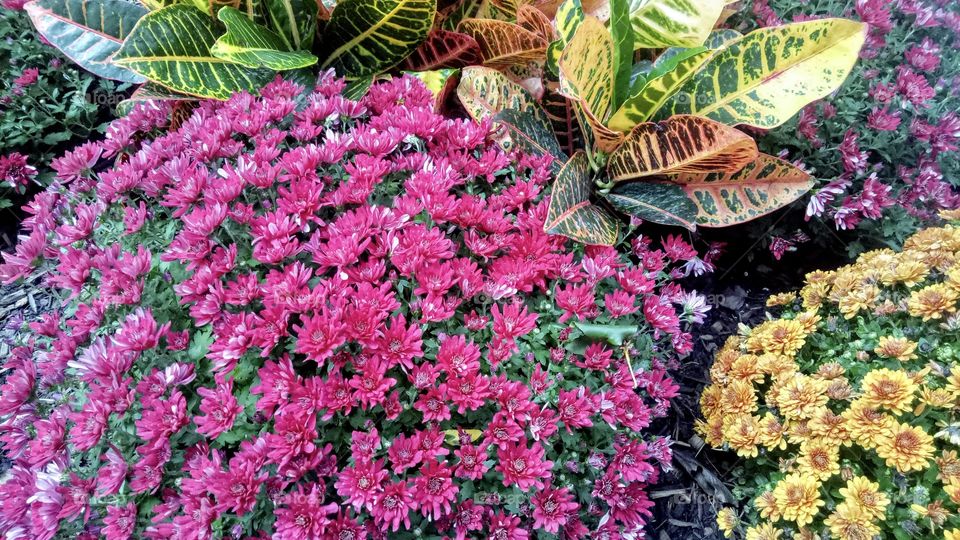 Variety of plants and florist’s daisy flower blossoms in the garden. Nature’s beauty. 