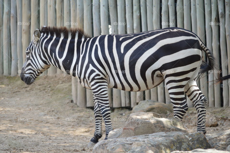 zebra