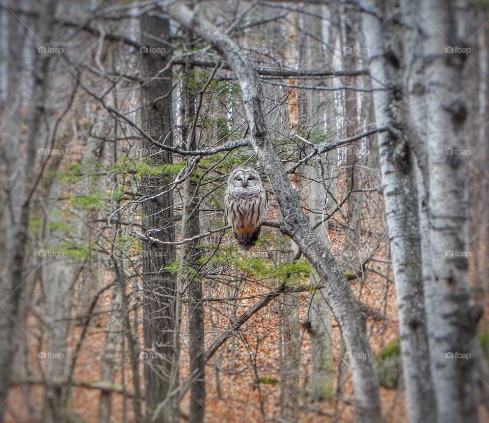  Mont St-Bruno owl