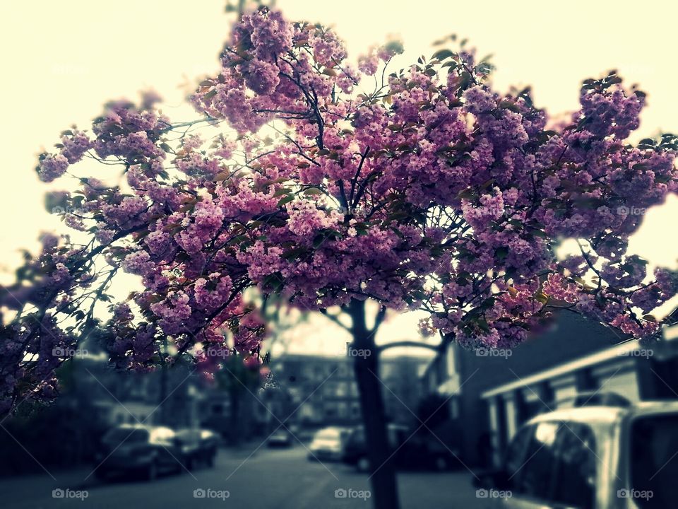 blossoms tree