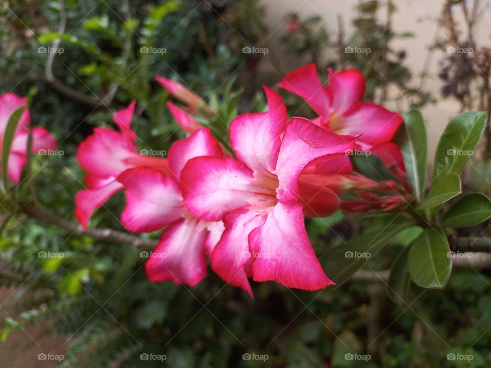 Adenium obesum ornamental plant species, the stem is large, the bottom resembles a tuber