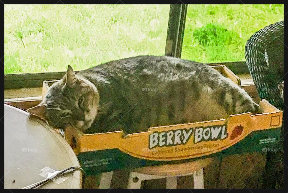 A chubby household cat named Kitty. He is just resting at the end of a long day.