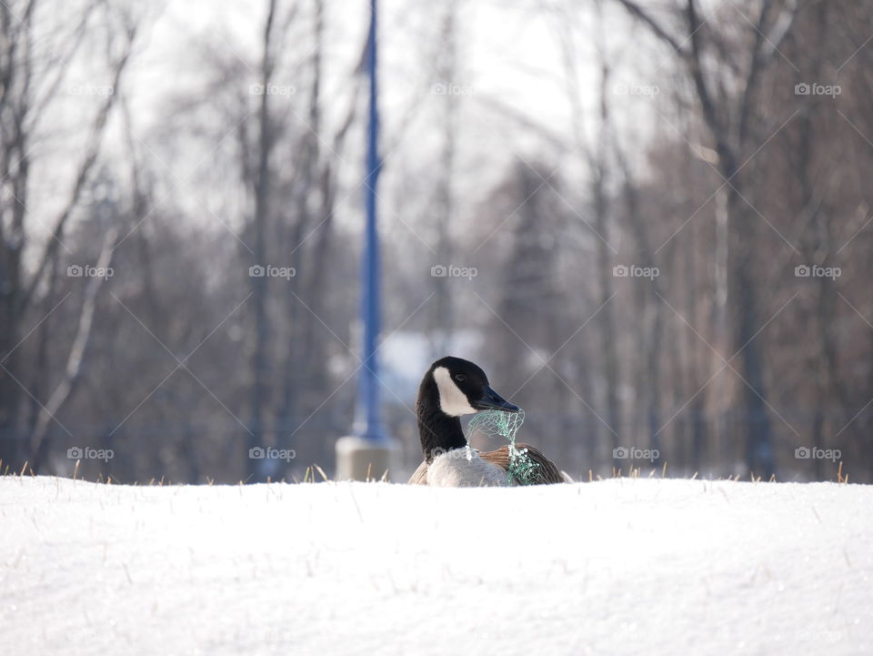 A poor goose finds himself a victim of the trash people leave out. Let’s put our trash where it belongs!