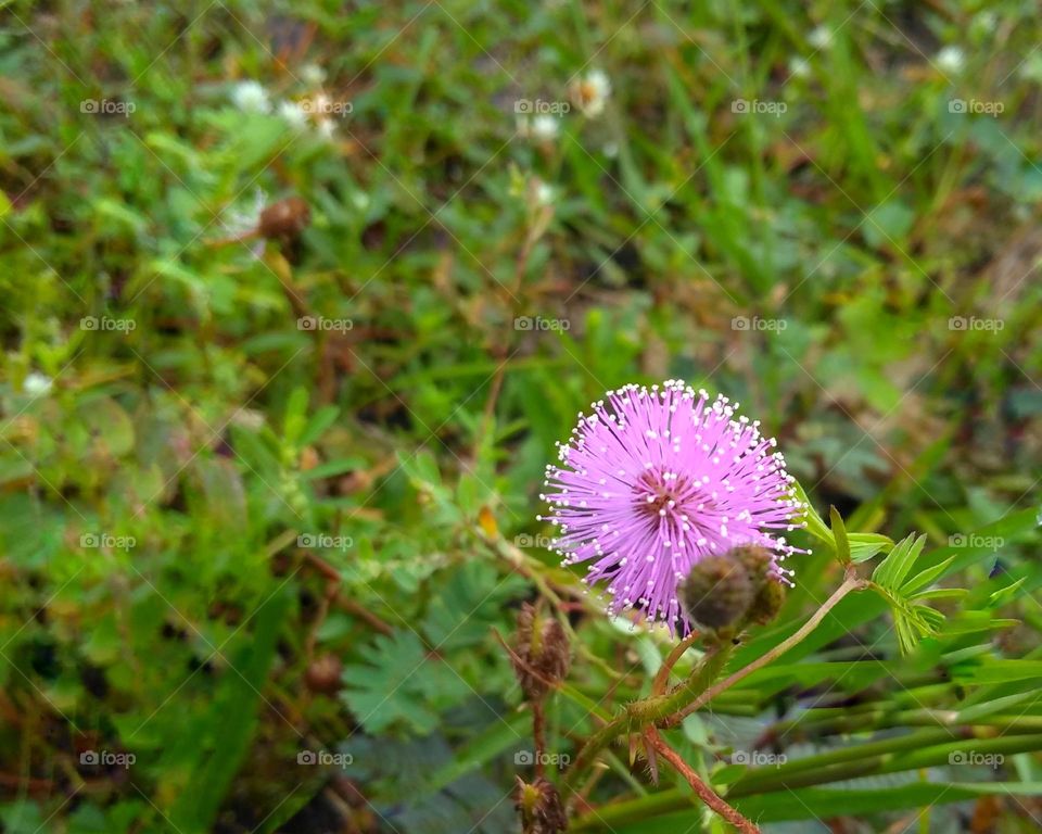 Purple flower on the garden