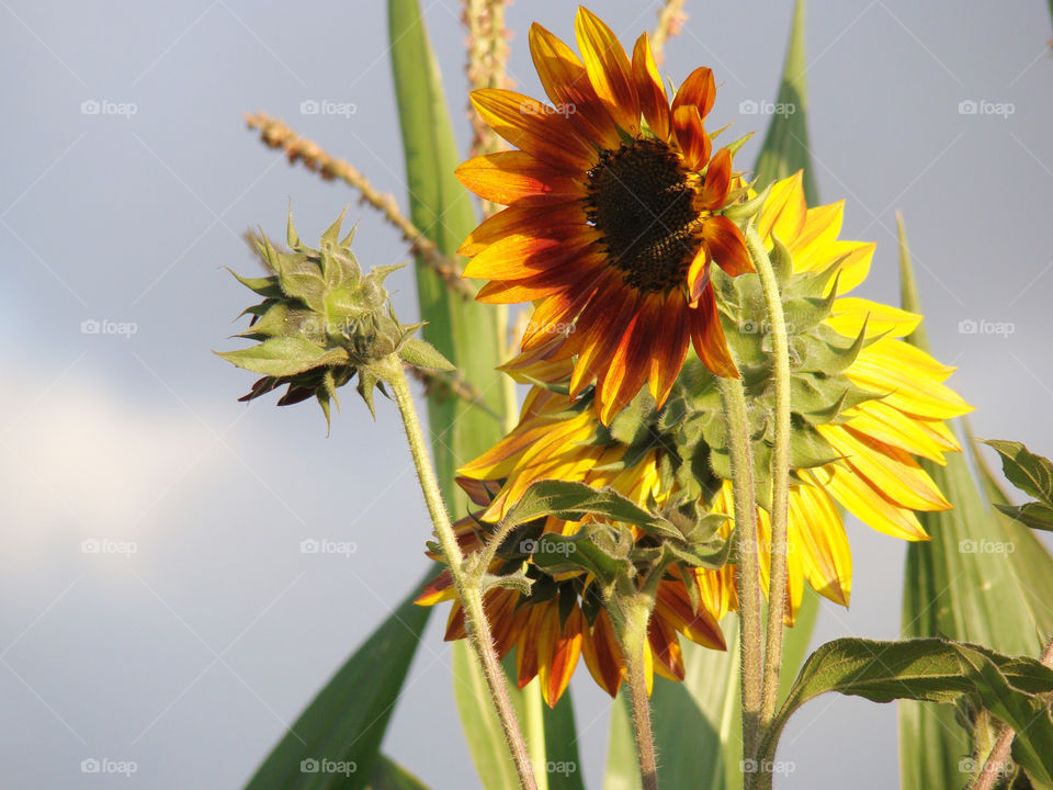 Sunflowers 