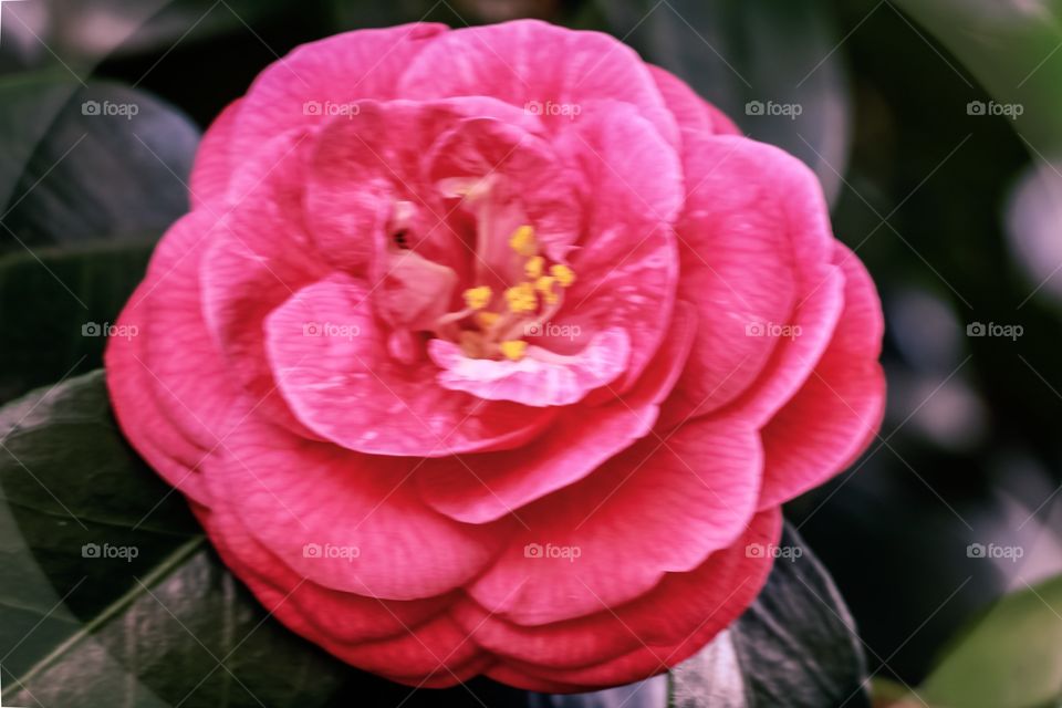 camellia...