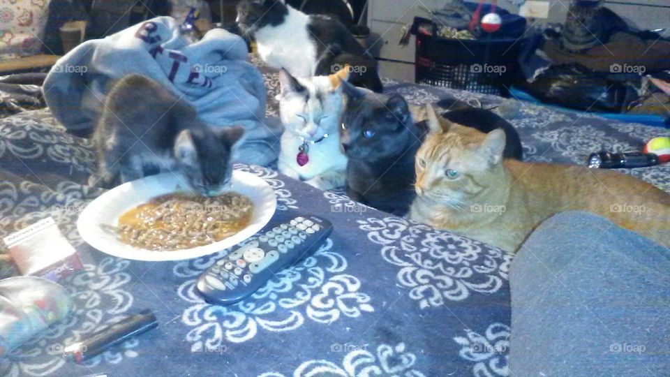 Kitty family Dinner