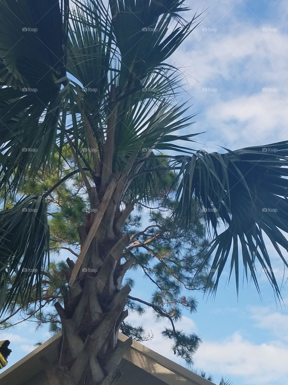Palm tree