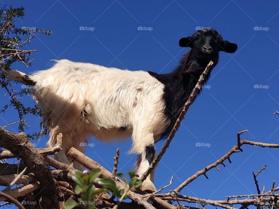 Beautiful goat looking at my camera.