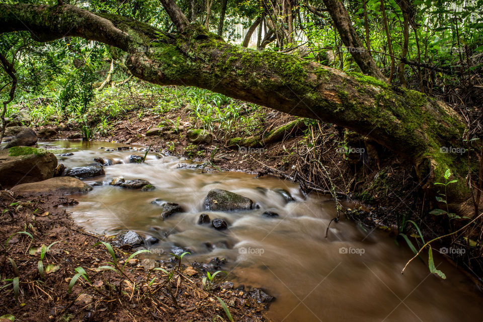 Stram running over some rocks, with tree half fallen full of moss