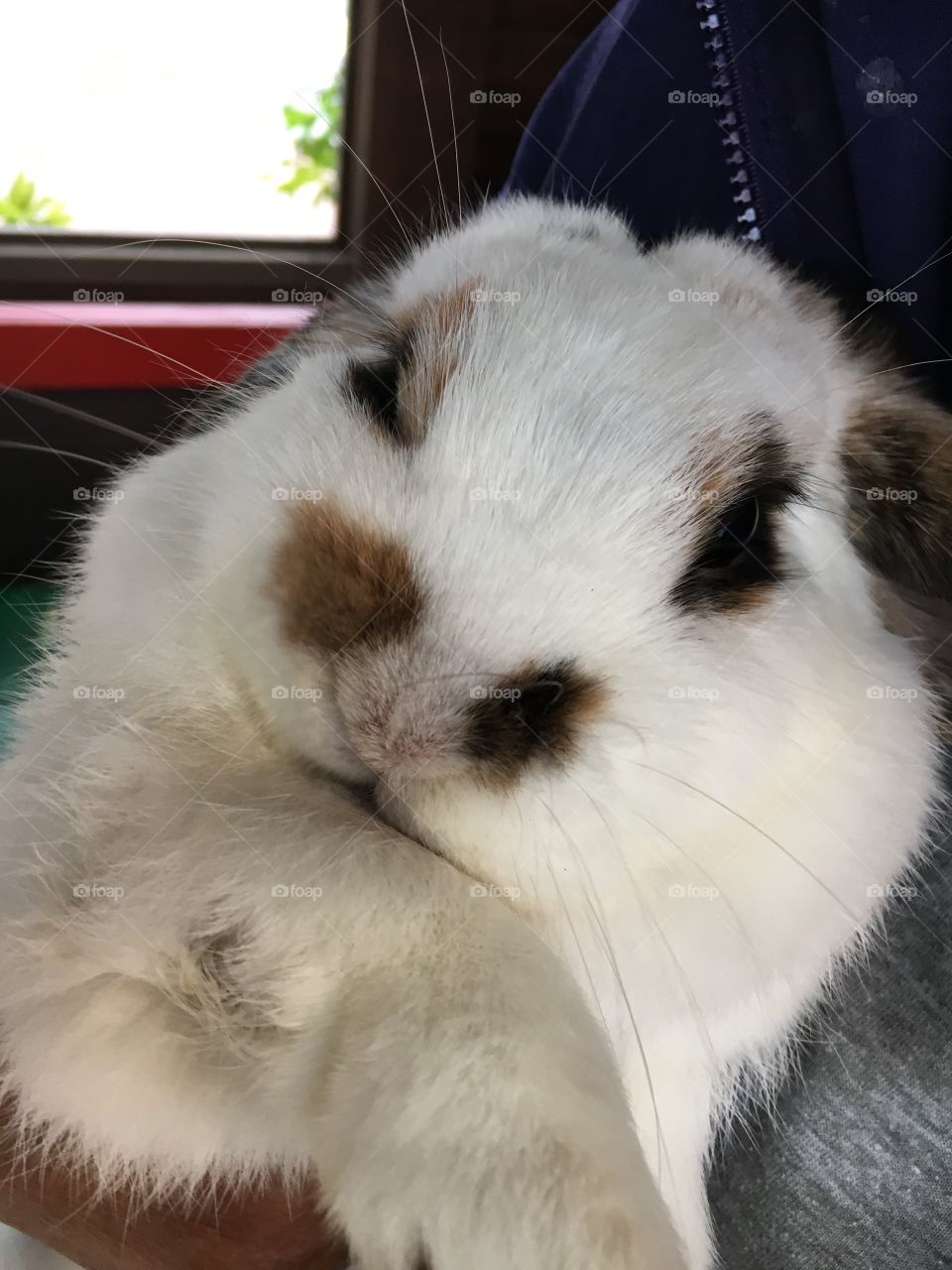 Adorable Fluffy Bunny