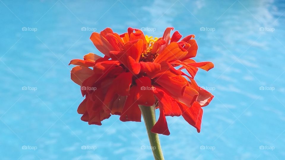 red flower blue water background