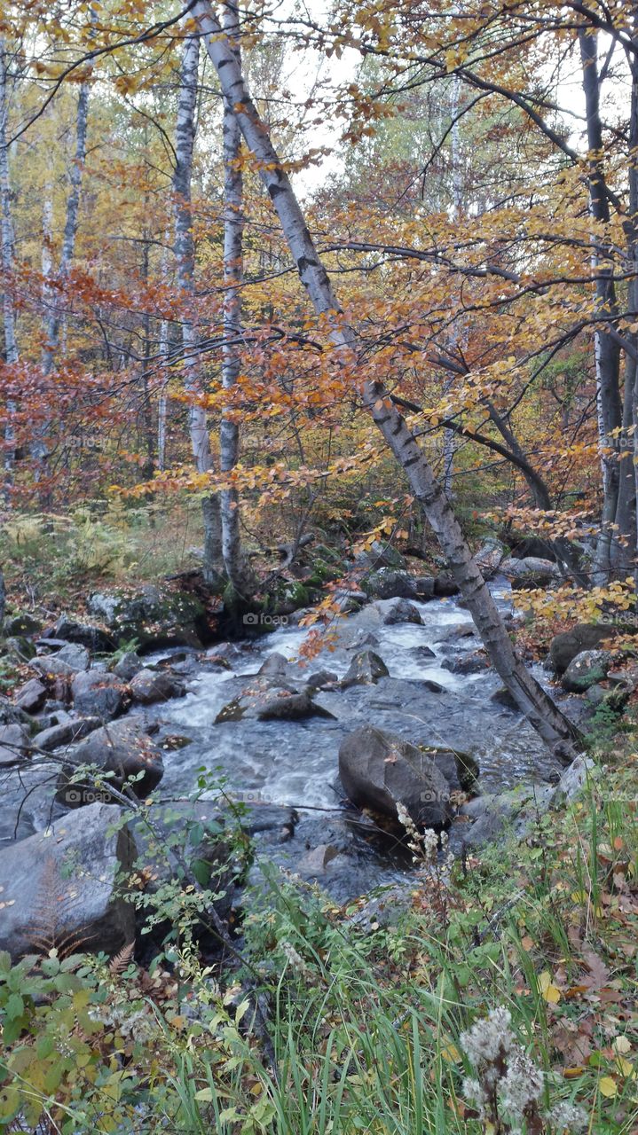 Autumn forest with running river