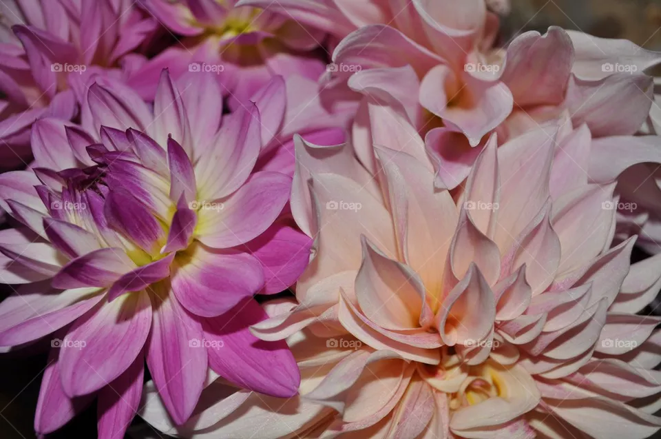 Dahlia  