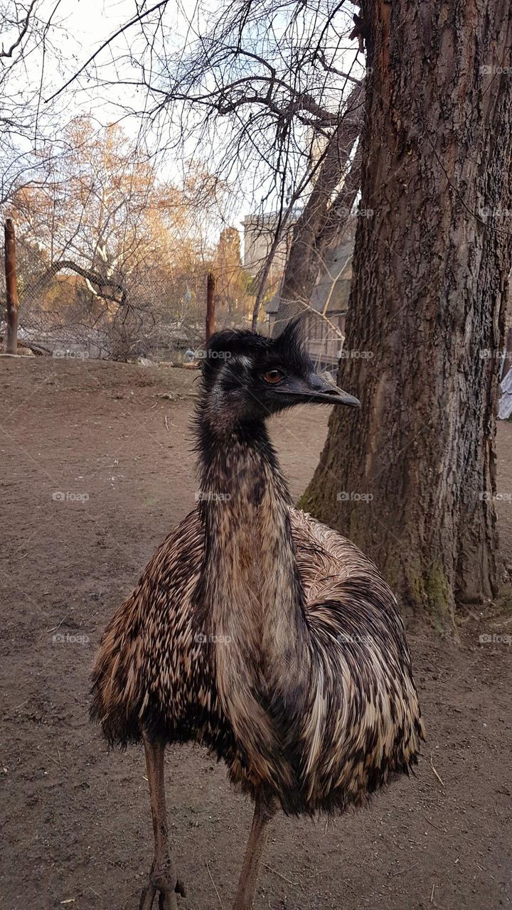 ostrich