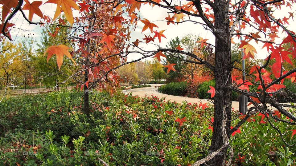 Otoño Autumn Madrid rio