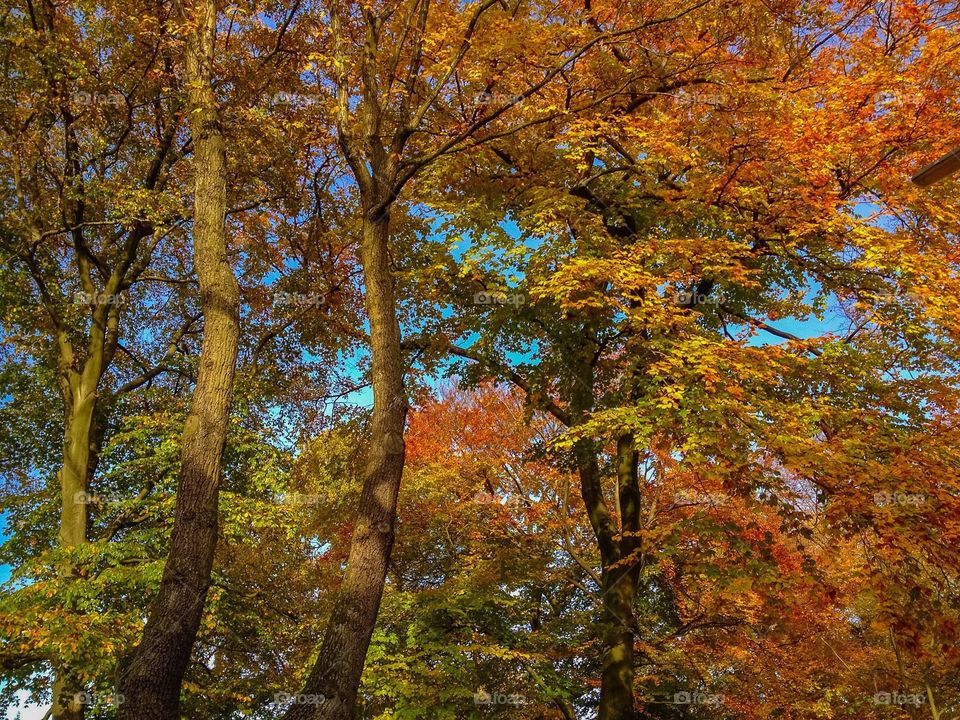 Canadian Forest