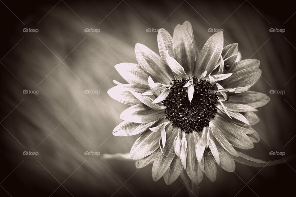 Close-up of a sunflower