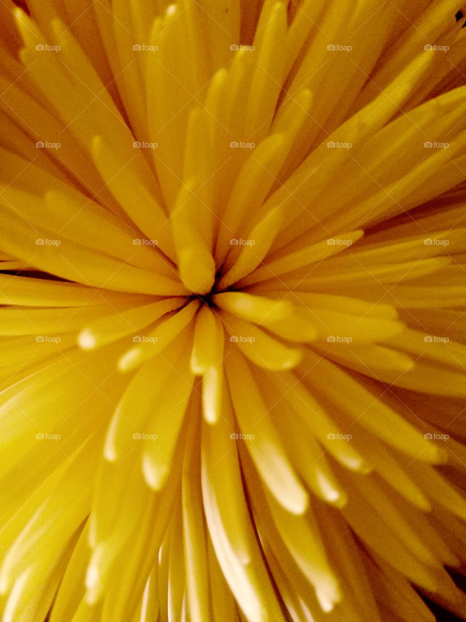 yellow flower closeup