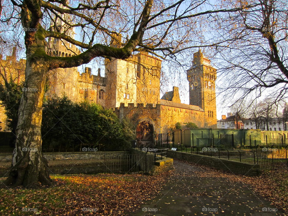 Tree, Fall, Architecture, No Person, Church