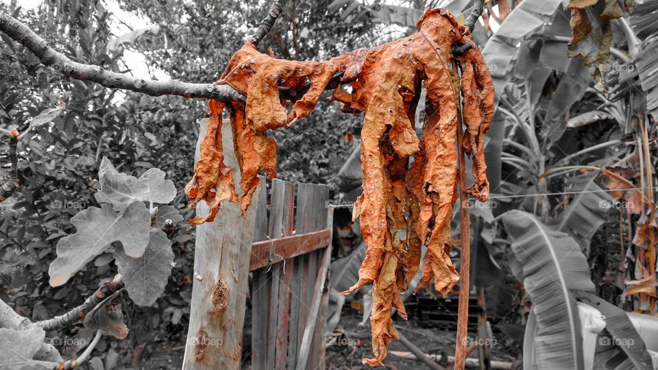 Background, wallpaper. Um bonito plano de fundo.