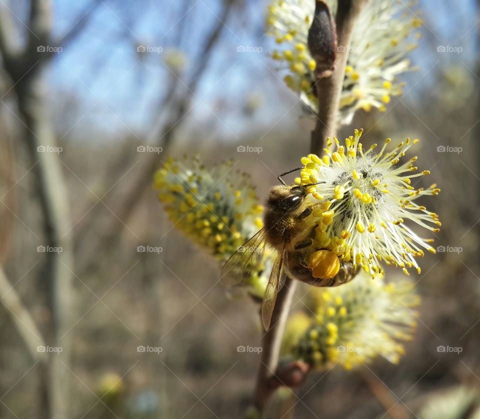 Bee in the spring