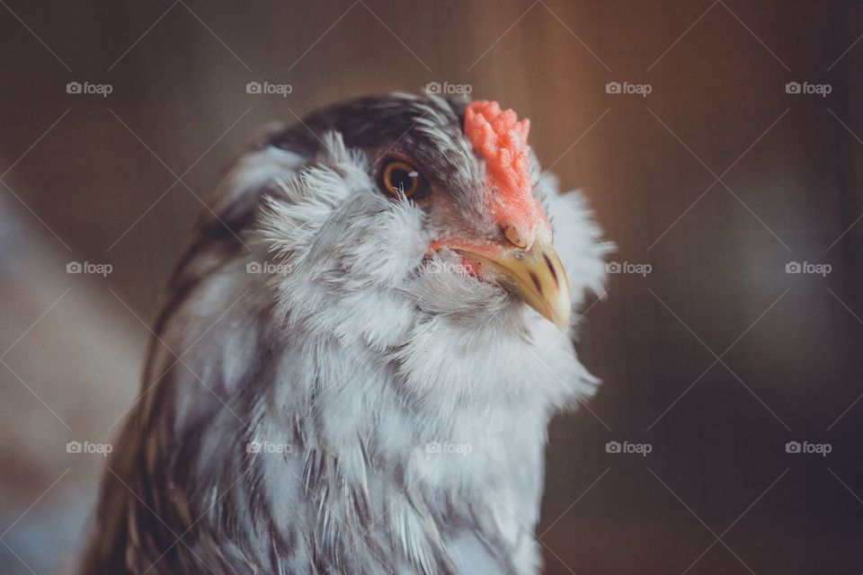 Ameraucana rooster 