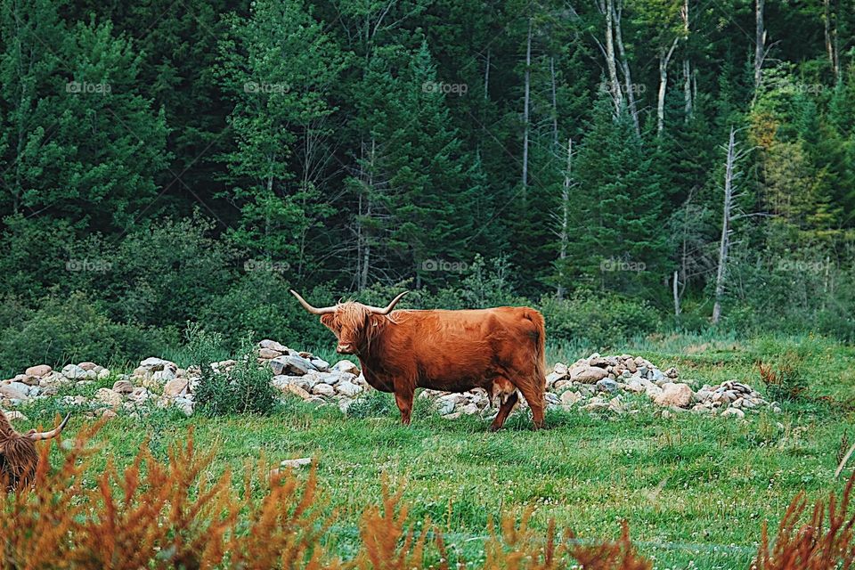 Highland Cow in the field, Highland Cow poses, Highland Cow on the farm, colorful scene from the farm 