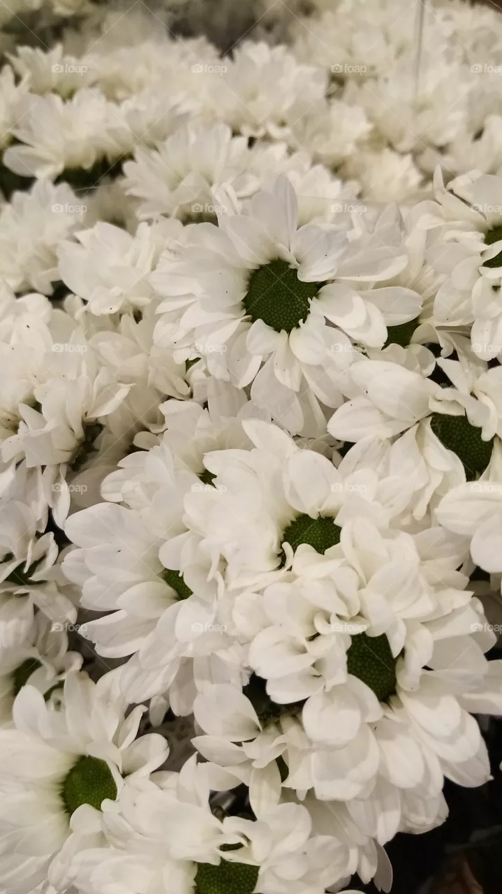 Blumen