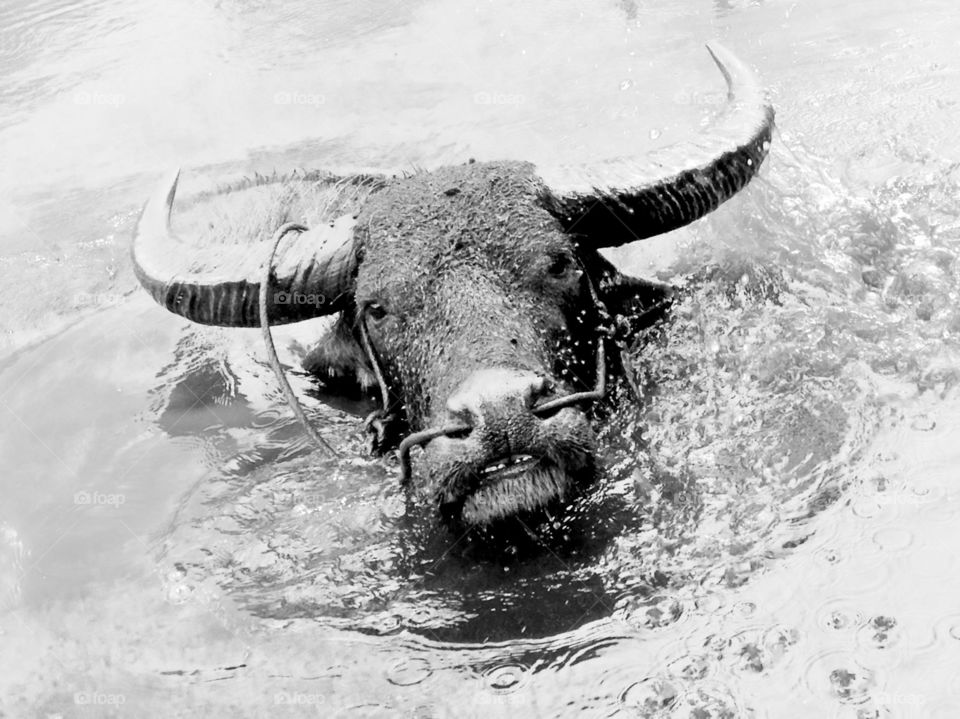 action movements and buffaloes