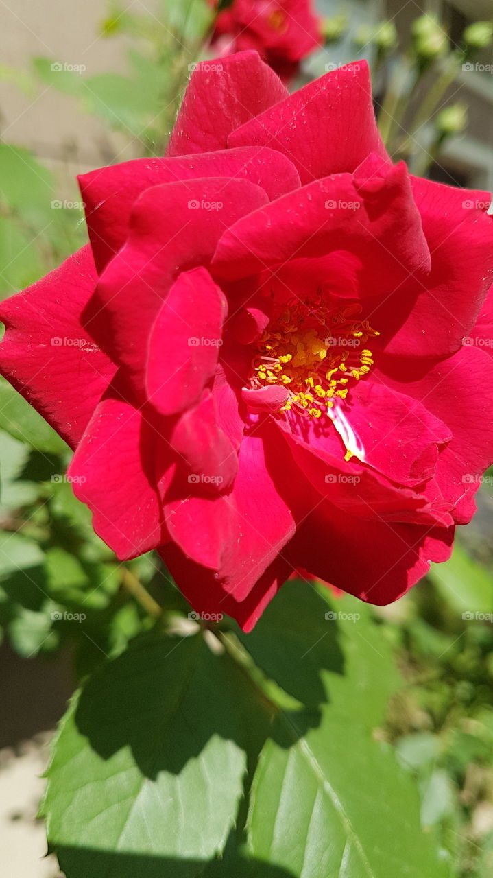 bright red rose flower