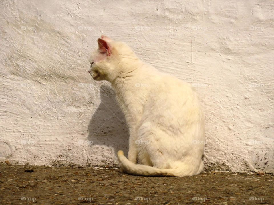 White cat sitting against white all